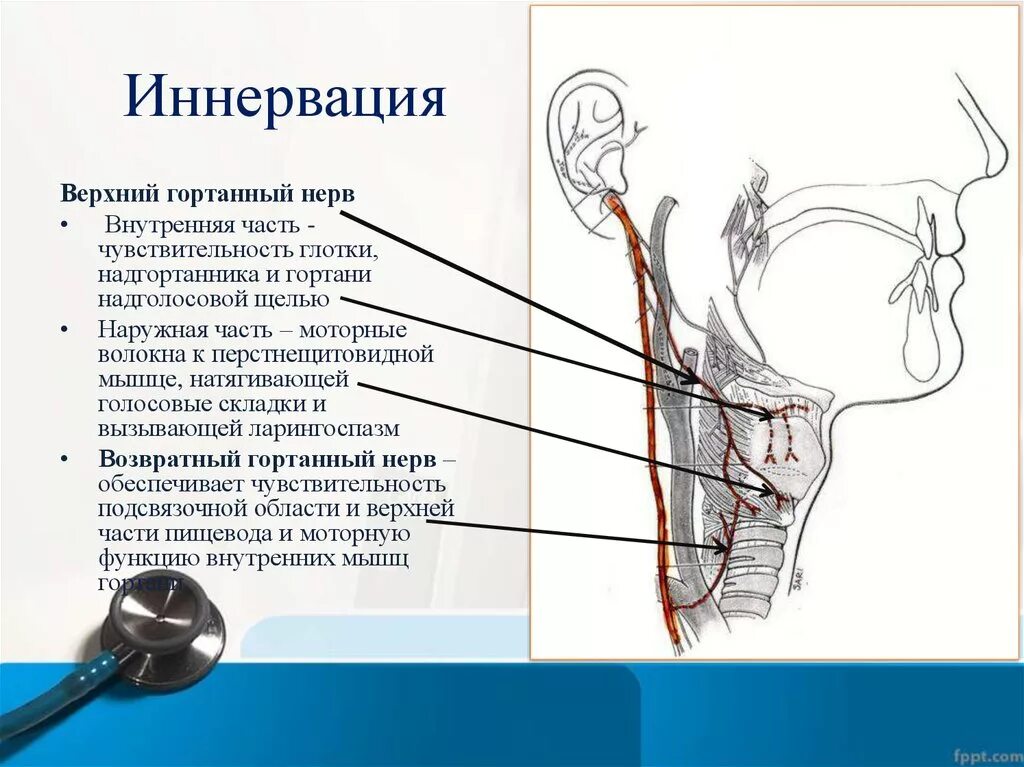 Иннервация гортани схема. Иннервация голосовых связок нерв. Нерв иннервирующий голосовые связки. Блуждающий нерв иннервация гортани. Глотка какие железы