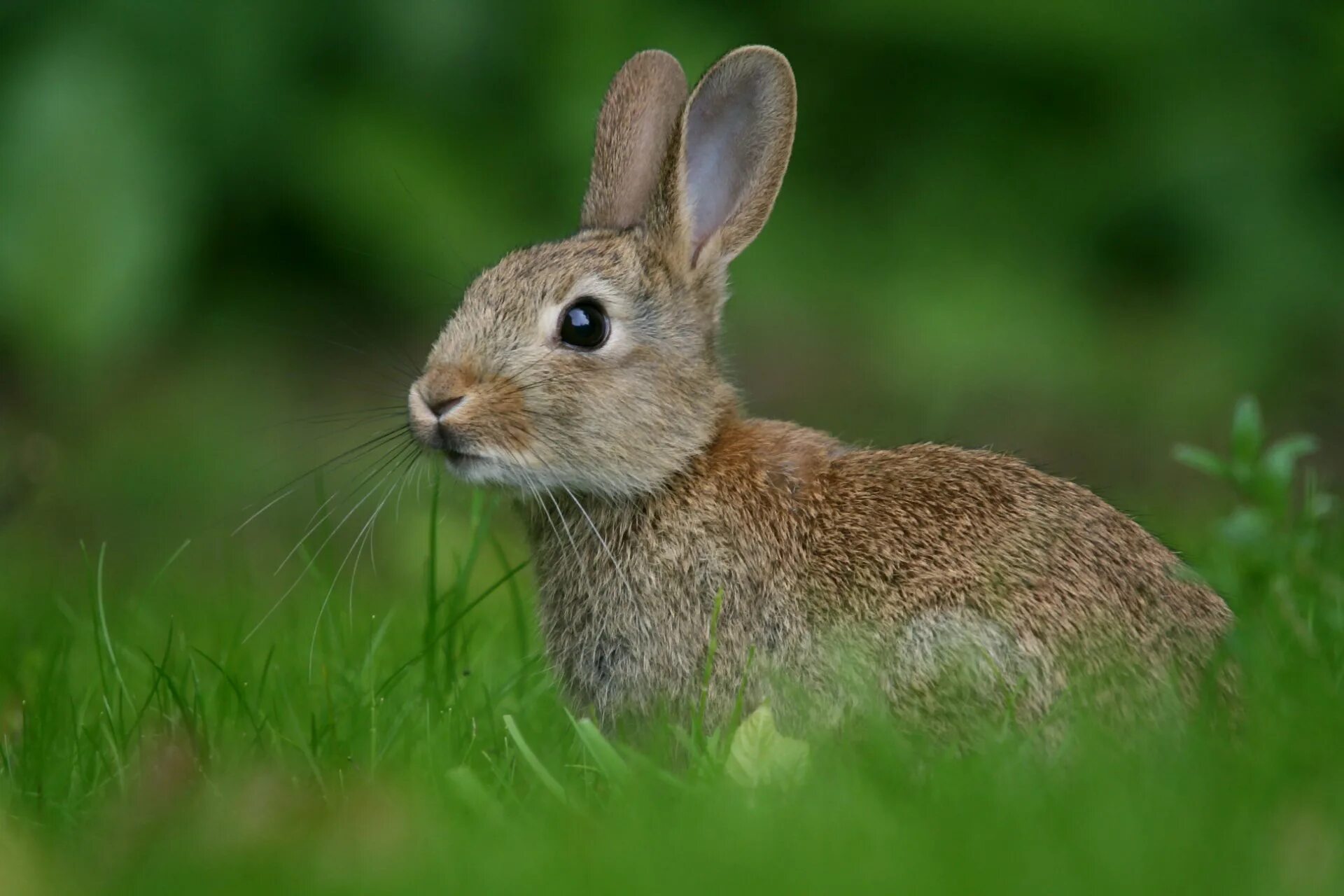 Заяц русак с зайчатами. Заяц русак (lepus europaeus). Ракитниковый заяц. Фото зай. Серый заяц-русак.