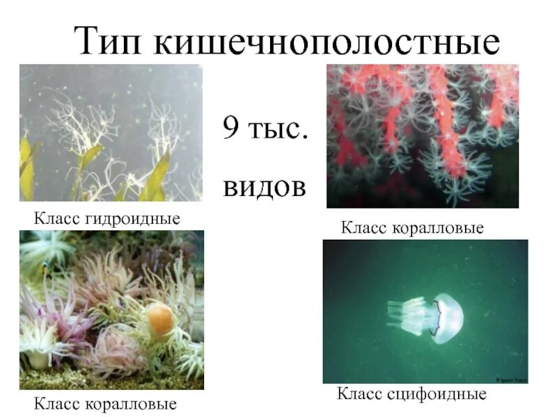 Группы организмов кишечнополостные. Кишечнополостные представители. Простейшие Кишечнополостные. Одноклеточные Кишечнополостные. Подцарство Кишечнополостные.