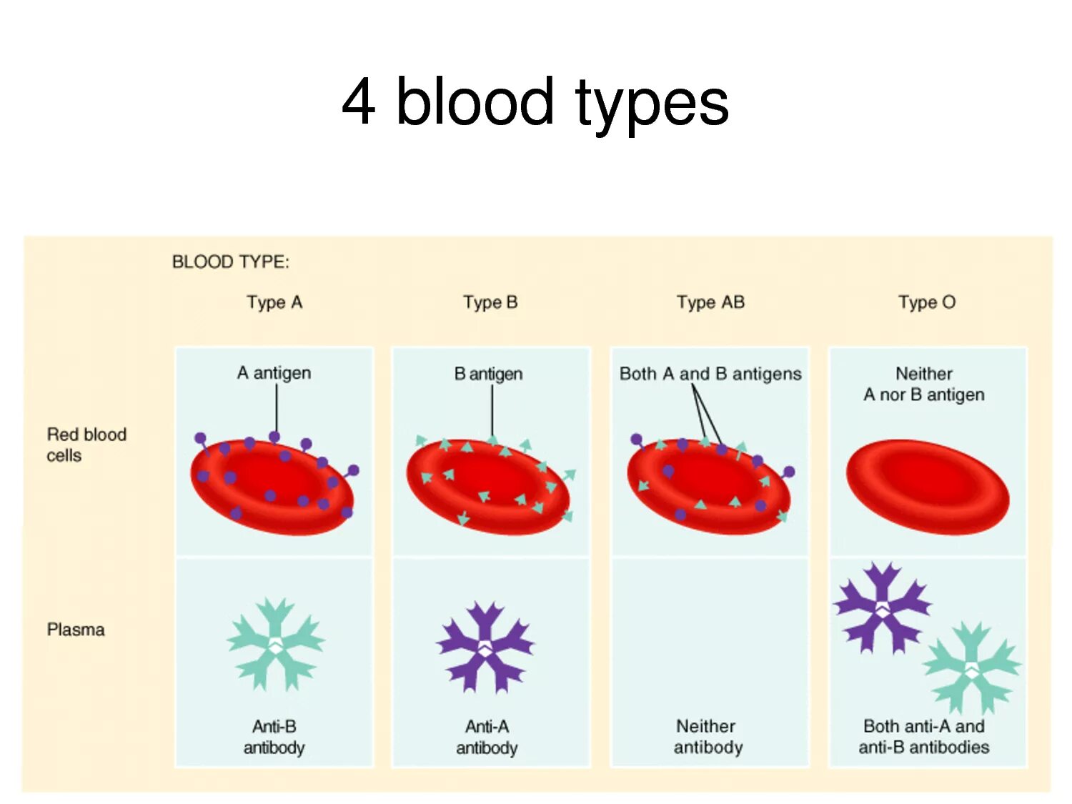 Как по английски кровь. Rh Blood Type. Blood Group Types. Blood Types in English. Распространенность групп крови.