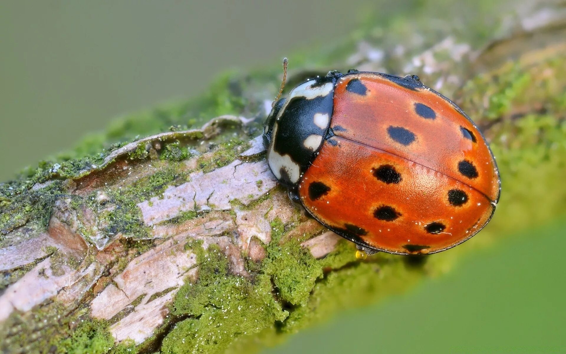 Божьи коровки работы. Глазчатая Божья коровка. Коровка глазчатая anatis ocellata. Люцерновая Божья коровка. Божьи коровки (Coccinellidae).