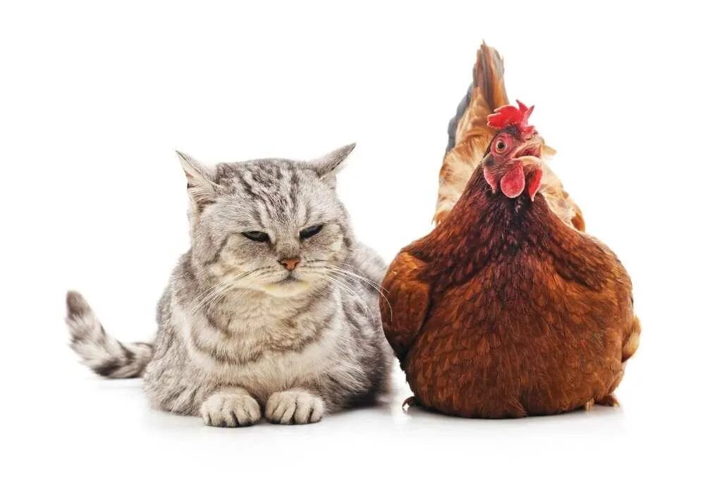Кошка куры