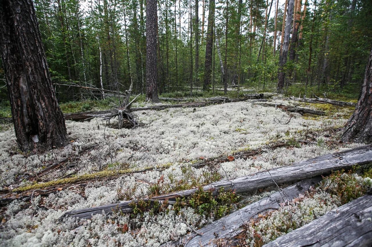 сосняк беломошник. берендеева чаща пришвин. корабельная чаща. корабельная чаща республика коми. корабельная чаща.