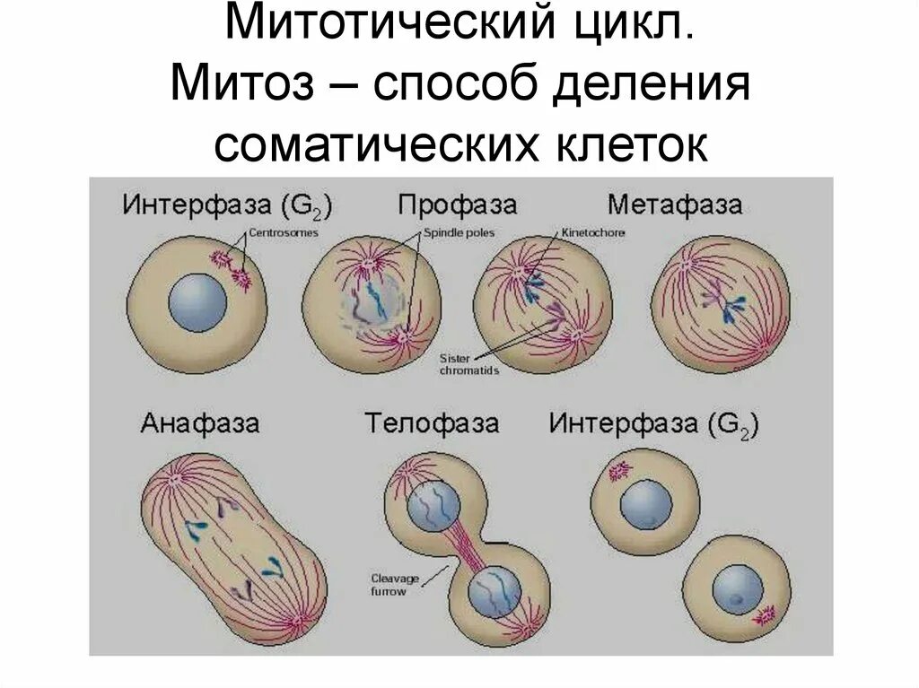 Деление клетки митоз. Митоз деление соматических клеток. Схема митоза соматической клетки. Цикл деления клетки митоз. Митотическое деление схема.