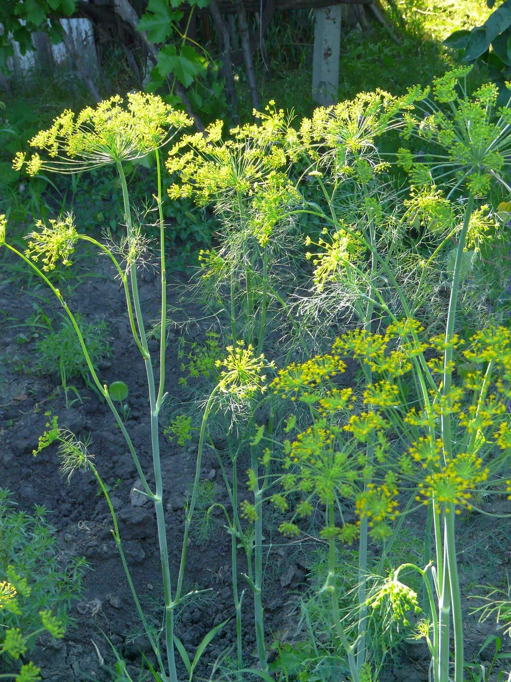 Укроп огородный Anethum graveolens. Укроп (Anethum graveolens l.). Укроп пахучий (огородный) - Anethum graveolens l.. Фенхель огородный. Кукуруза укроп