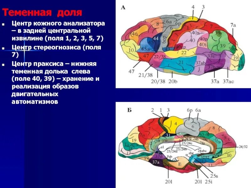 Центры в теменной доле. Корковые анализаторы теменной доли. Центр анализаторов в теменной доле. Высший корковый центр кожного анализатора. Центральный отдел кожного анализатора извилина.