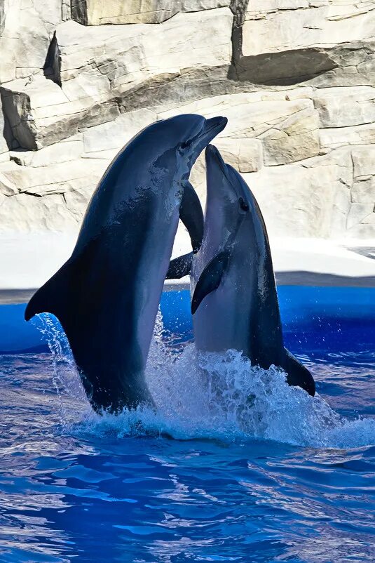Песня танец дельфинов. Танцы дельфинов. Танец дельфина. Танцующие дельфины. Дельфин танцует.