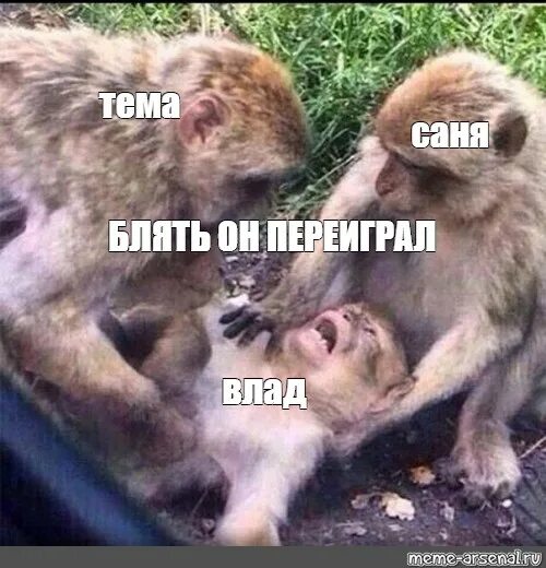 Саня в теме. Обезьяна санек. саня макака. восемь лет мем с обезьяной. саня обезьяна мем.
