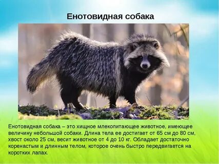 Енотовидная собака развитие с метаморфозом