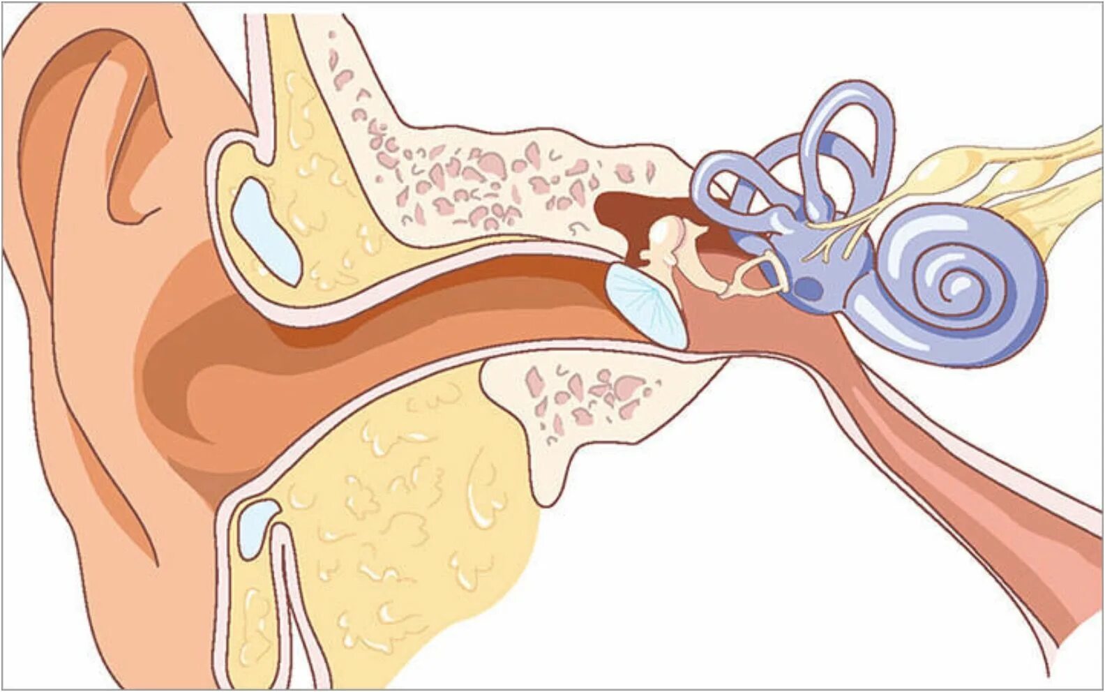 Чувствительные уши к звукам. Воспаление и закупорка слуховой евстахиевой трубы. Евстахиева труба воспаление. Воспаление слуховой трубы картинки.
