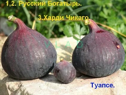 Инжир харди чикаго описание