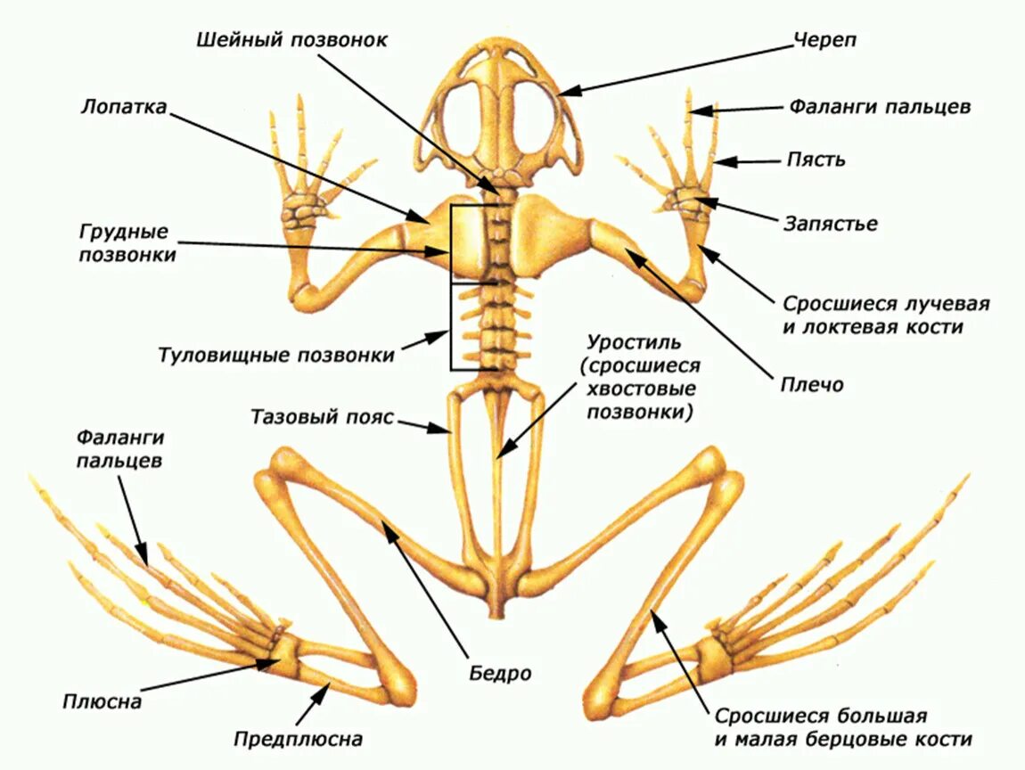 Кости грудина человека анатомия. Грудина осевой скелет. Отделы скелета грудной клетки. Отделы скелета грудной клетки. Строение грудной клетки спереди.