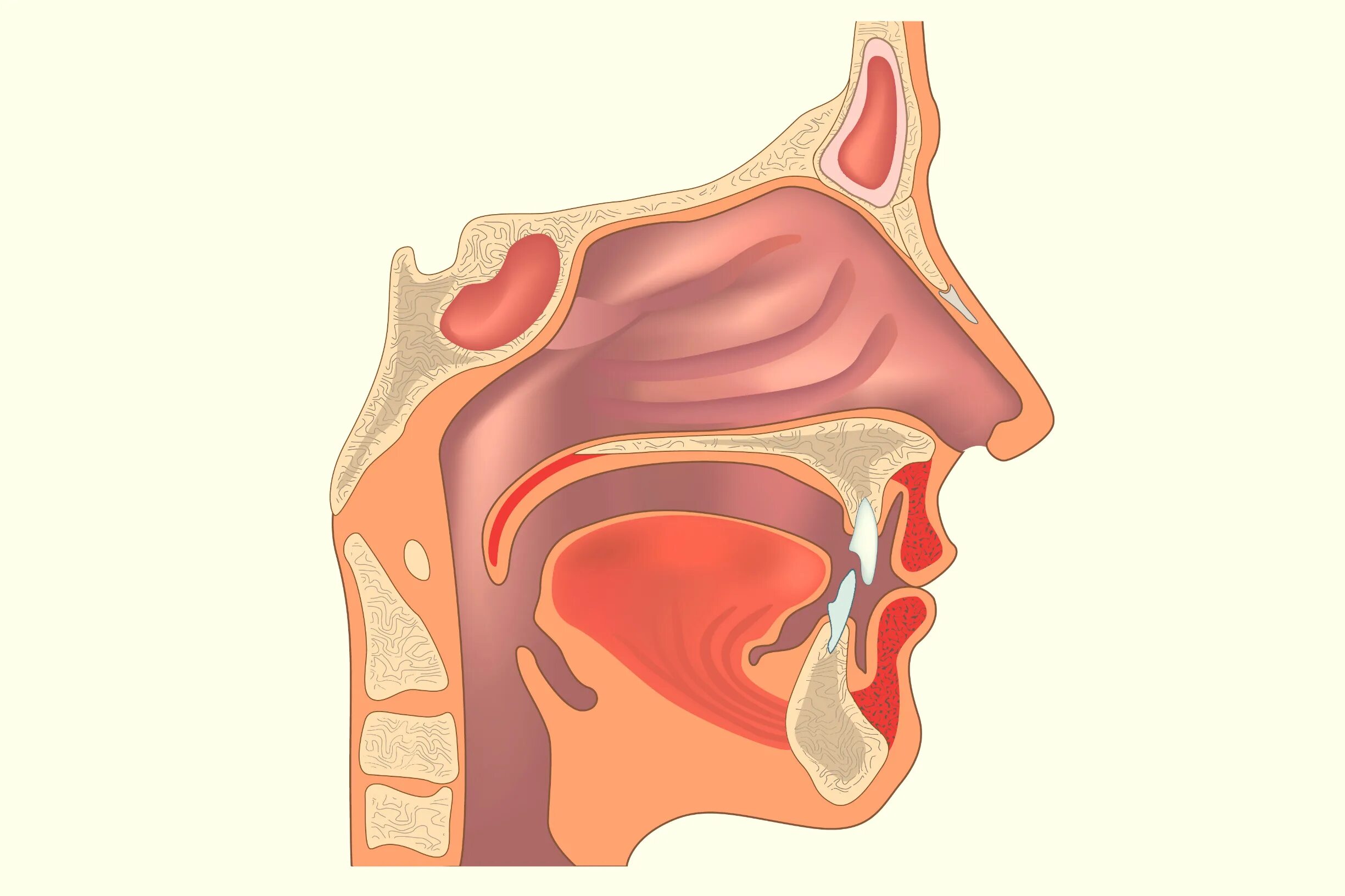 Картинка глотки. Носоглотка надгортанник. Носоглотка анатомия носоглотка анатомия. Носовая полость носоглотка гортань. Нос носоглотка гортань строение.