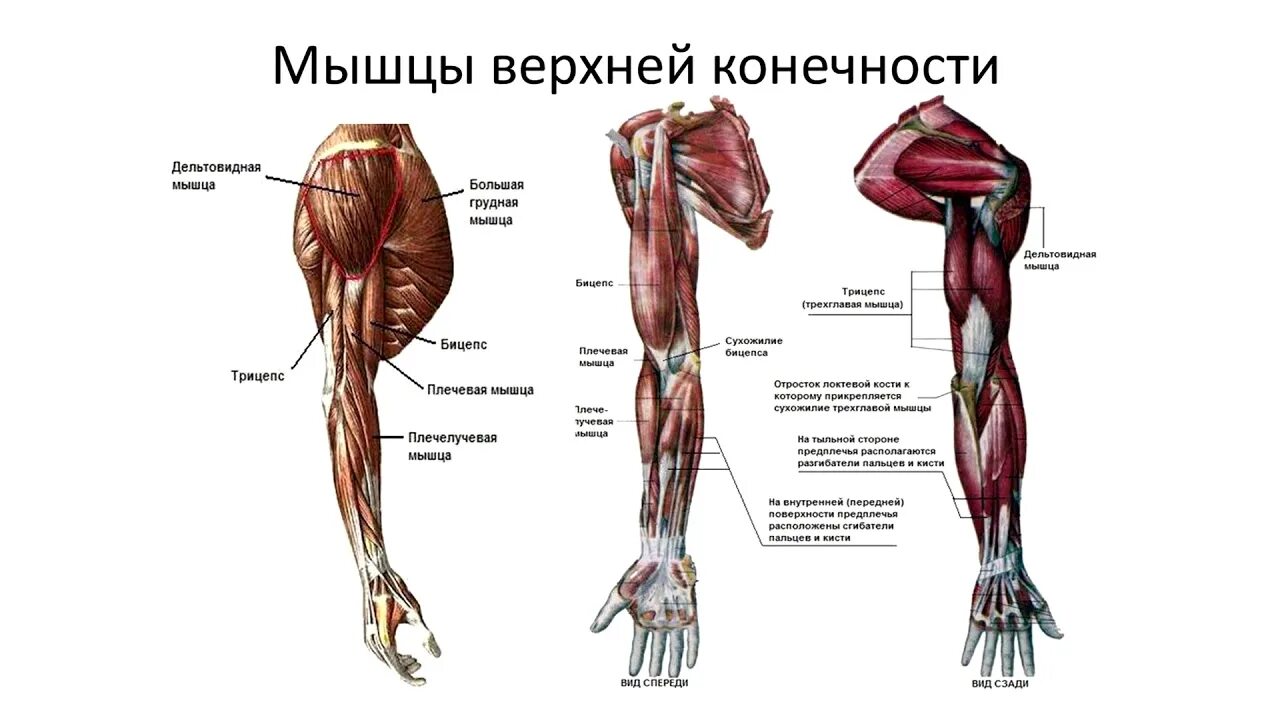 Мышцы верхних конечностей основные мышцы. Мышцы свободной верхней конечности анатомия строение. Мышцы верхней конечности вид спереди. Мышцы верхних конечностей мышцы верхней конечности.