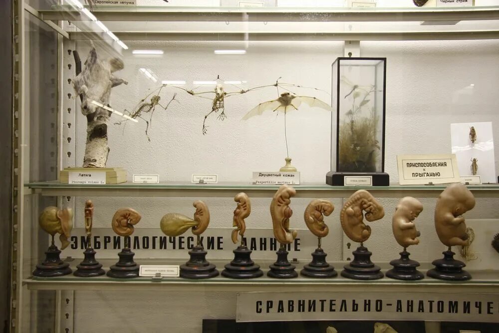 Город изнутри": Патологоанатомический музей медакадемии - 26 марта 2013 - ЧИТА.р