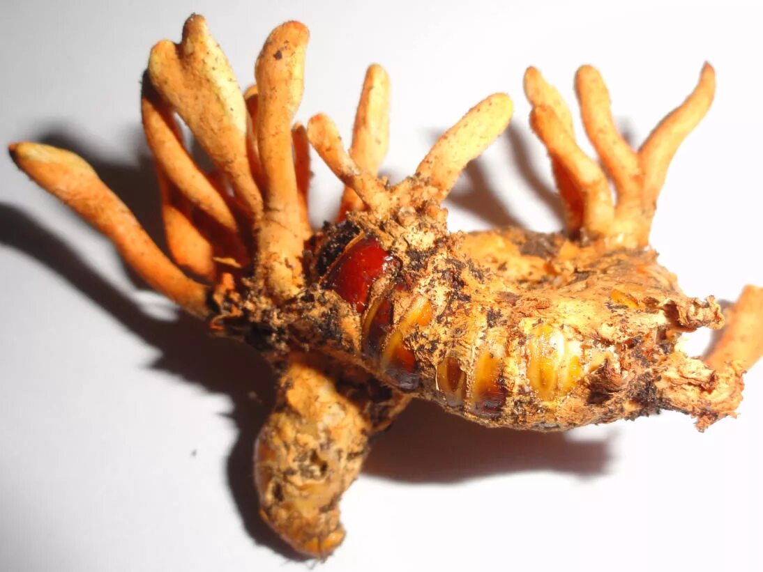 Кордицепс гриб. Грибок кордицепс. Cordyceps militaris. Кордицепс головчатый. Про кордицепс