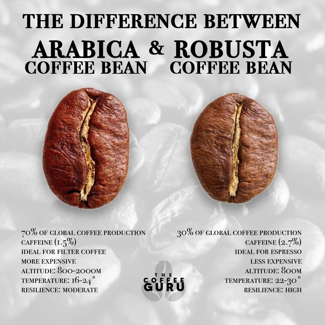 Кофе робуста отличается. Кофе 50 Арабика и 50 Робуста. Кофе в зернах Арабика и Робуста. Сорта кофе Арабика и Робуста. Зерно Арабика и Робуста разница.
