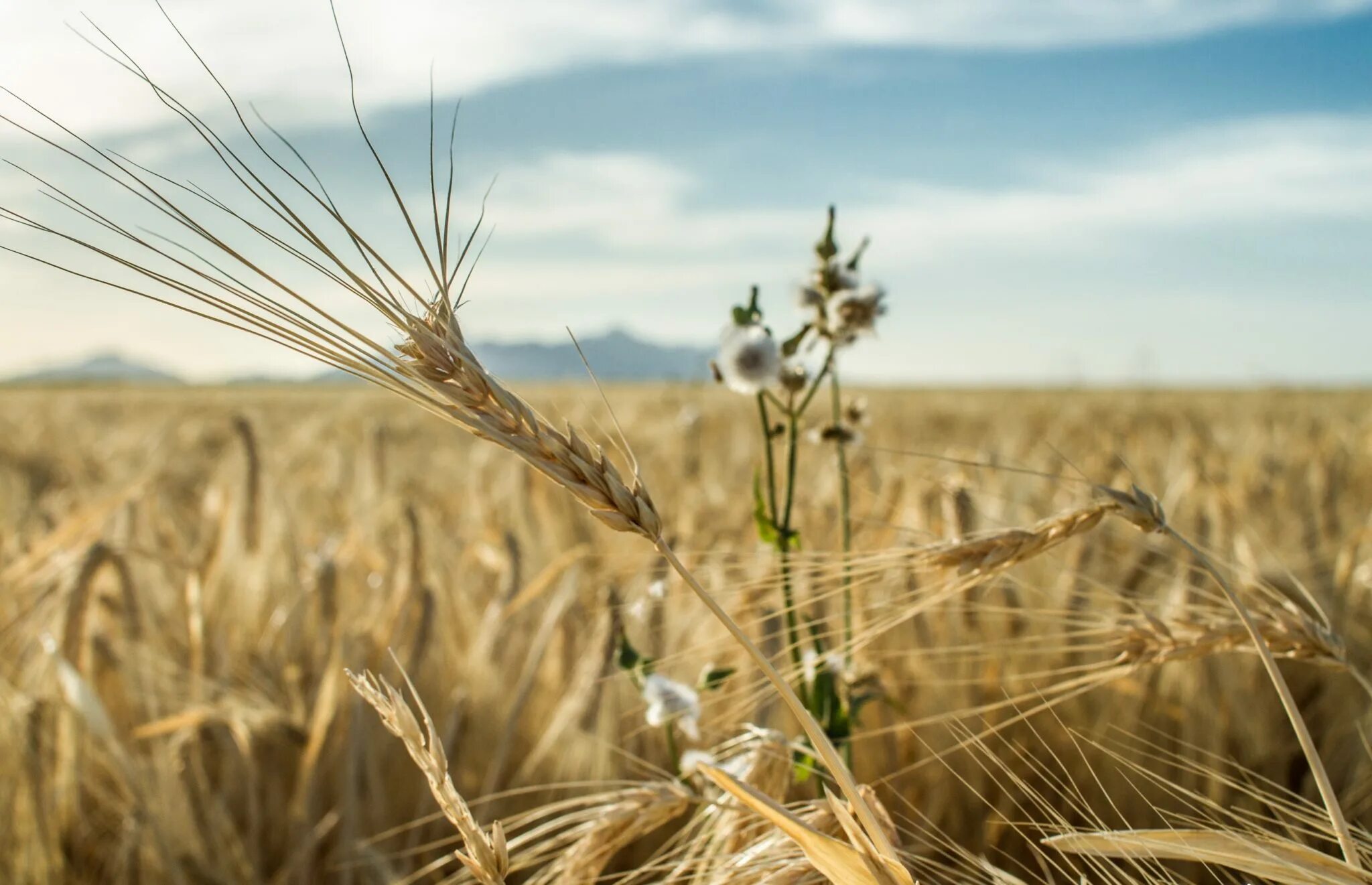 пшеница двузернянка однозернянка. дикая пшеница. полба дикая. полба двузернянка пшеница. спельта колосья.