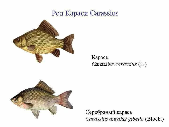 Внешнее строение карпообразных. Отряд карпообразные карась. карась обыкновенный carassius carassius. карпообразные строение. систематика отряда карпообразных.