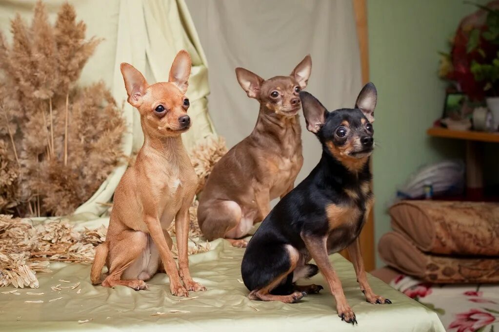 Пражский крысарик мини. Русский тойтерьер щенки. Той терьер короткошерстный. Цвета той терьеров. Той терьер стандарт.