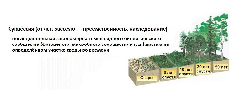 Как происходит смена сообществ. Первичные и вторичные сукцессии кратко. Первичная экологическая сукцессия. Причины смены сообществ сукцессия. Устойчивость экосистемы схема.
