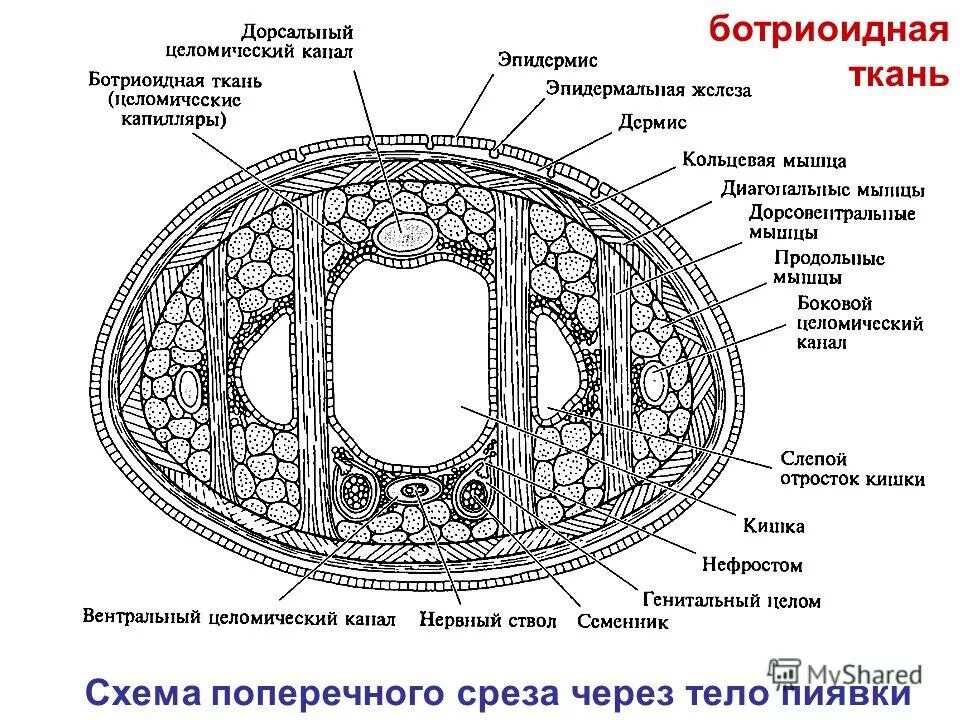 Медицинская пиявка строение поперечный срез. Пиявка медицинская поперечный срез препарат. Поперечный срез мед пиявки. Поперечный срез пиявки строение.