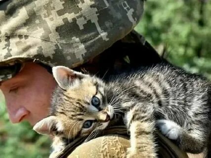 Коты донбасса