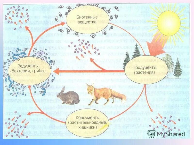 Консументы в аквариуме. Круговорот веществ продуценты- консументы- редуценты 5 класс. Схема продуценты консументы редуценты. Цепь питания продуценты консументы редуценты. Продуценты консументы редуценты биогенные вещества схема.