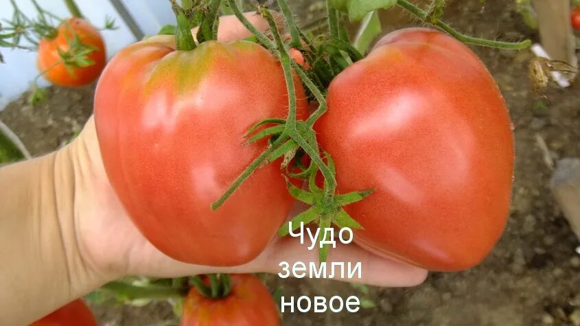 Описание сорта томатов чудо земли. Томат чудо земли. помидоры чудо земли фото. чудо земли украины томат. томат чудо земли на разрезе фото.