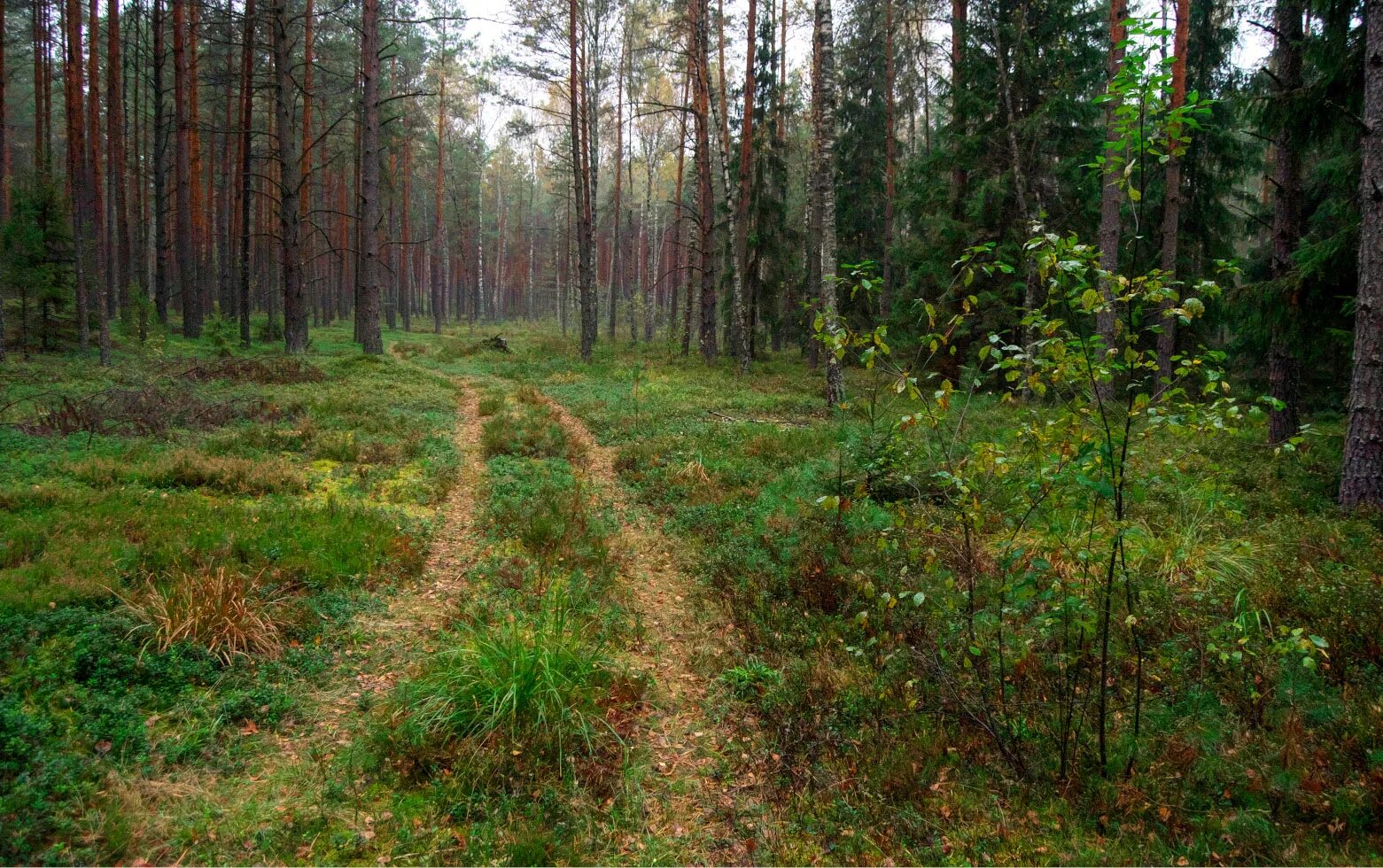 Тихий лес. Тихо в лесу. Тихие леса. Картинки тихий лес. Беззвучный лес