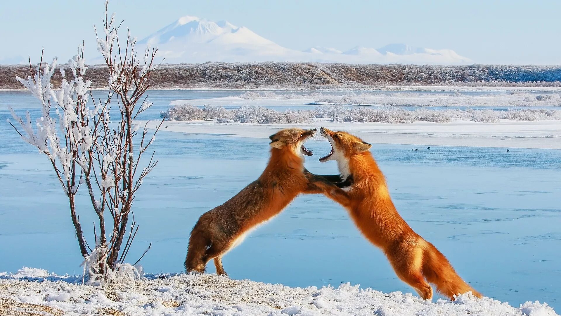 Обитатели аляски. Дикая природа Аляски National Geographic. Животные Аляски. Природа России животные. Лиса в дикой природе.