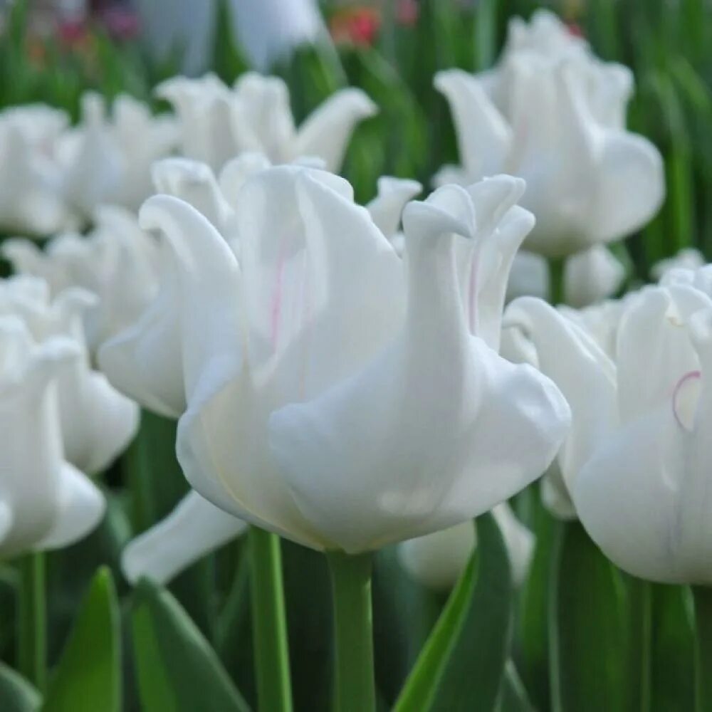 Тюльпан эн уайт либерстар. Тюльпан триумф уайт дрим. Белые тюльпаны сорта. Тюльпан en white liberstar. Тюльпан abigail.