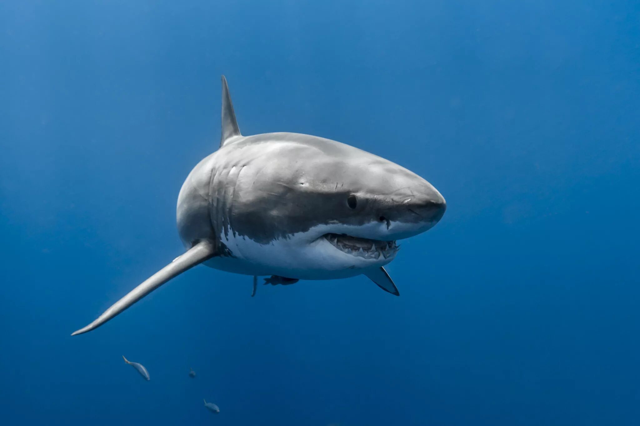 На телефон про акул. Carcharodon carcharias. Кархародон МЕГАЛОДОН. Рыба белая акула. Большая белая акула кархародон.