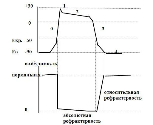 Рефрактерный период кардиомиоцитов. Рефрактерность сердечной мышцы физиология. Рефрактерный период потенциала действия. Относительная и абсолютная рефрактерность кардиомиоцитов. Рефрактерный период и его роль