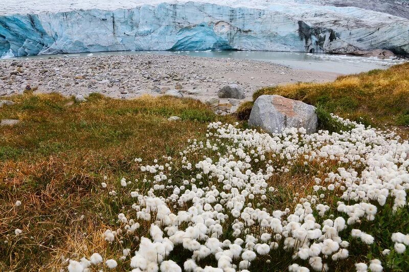 арктическая тундра. тундра евразии. тундровая арктика. субарктическая тундра ландшафт. тундровая зона северной америки.