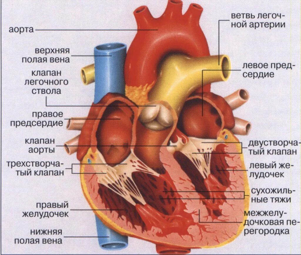 Строение сердца двустворчатый клапан. Строение сердца трехстворчатый клапан. Функционально 2 створчатый аортальный клапан. Артериальный клапан трехстворчатый. Строение сердца человека схема клапаны.