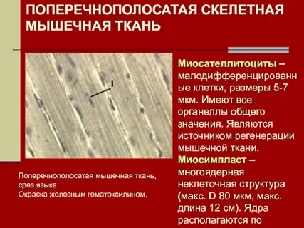 Характеристика поперечно полосатой скелетной мышечной ткани
