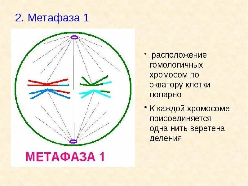 Определи метафазу
