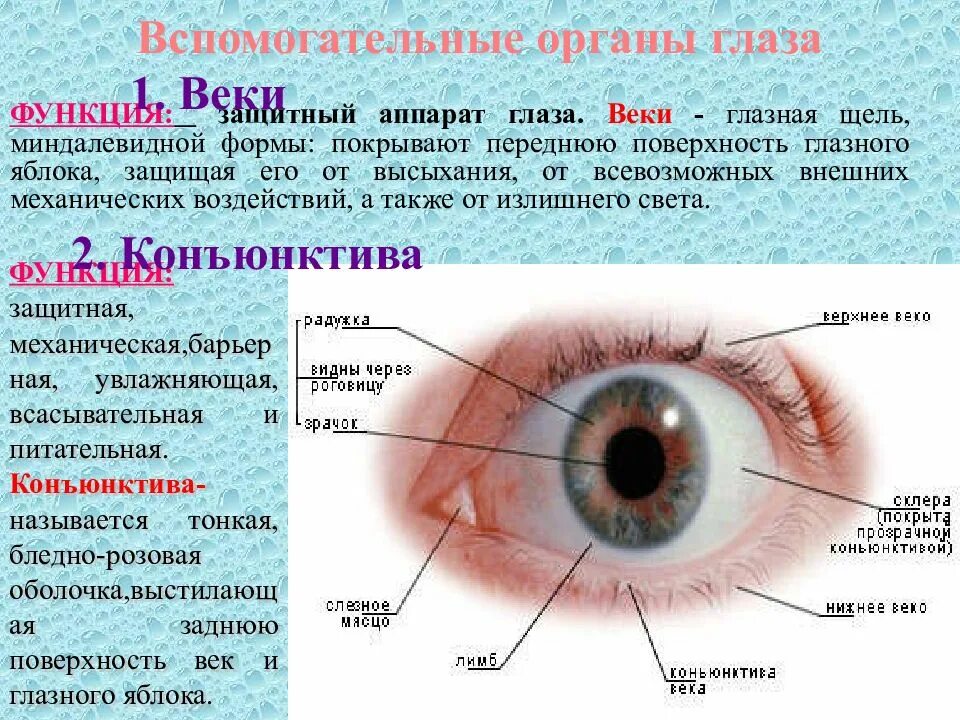 Строение глаза мешок глаза конъюнктивальный. Защитный аппарат глазного яблока. Строение глаза человека конъюнктивальный мешок. Вспомогательные органы глаза. Вспомогательные строение глаза