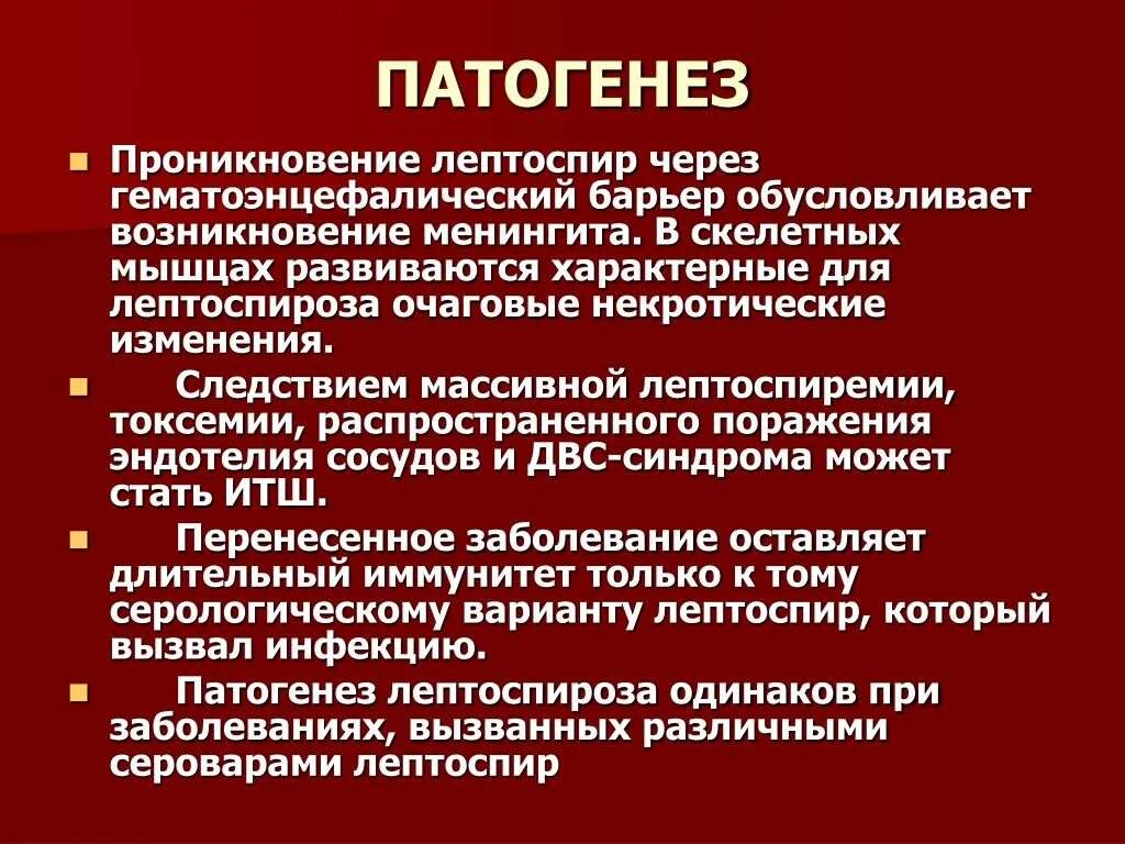 Лептоспироз патогенез схема. Лептоспироз этиология. Звенья патогенеза лептоспироза. Лептоспироз патогенез