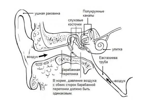 Заложило ухо после орви. Схема уха евстахиева труба. Строение уха человека евстахиева труба. Схема евстахиевой трубы. Слуховая труба уха чел схема.