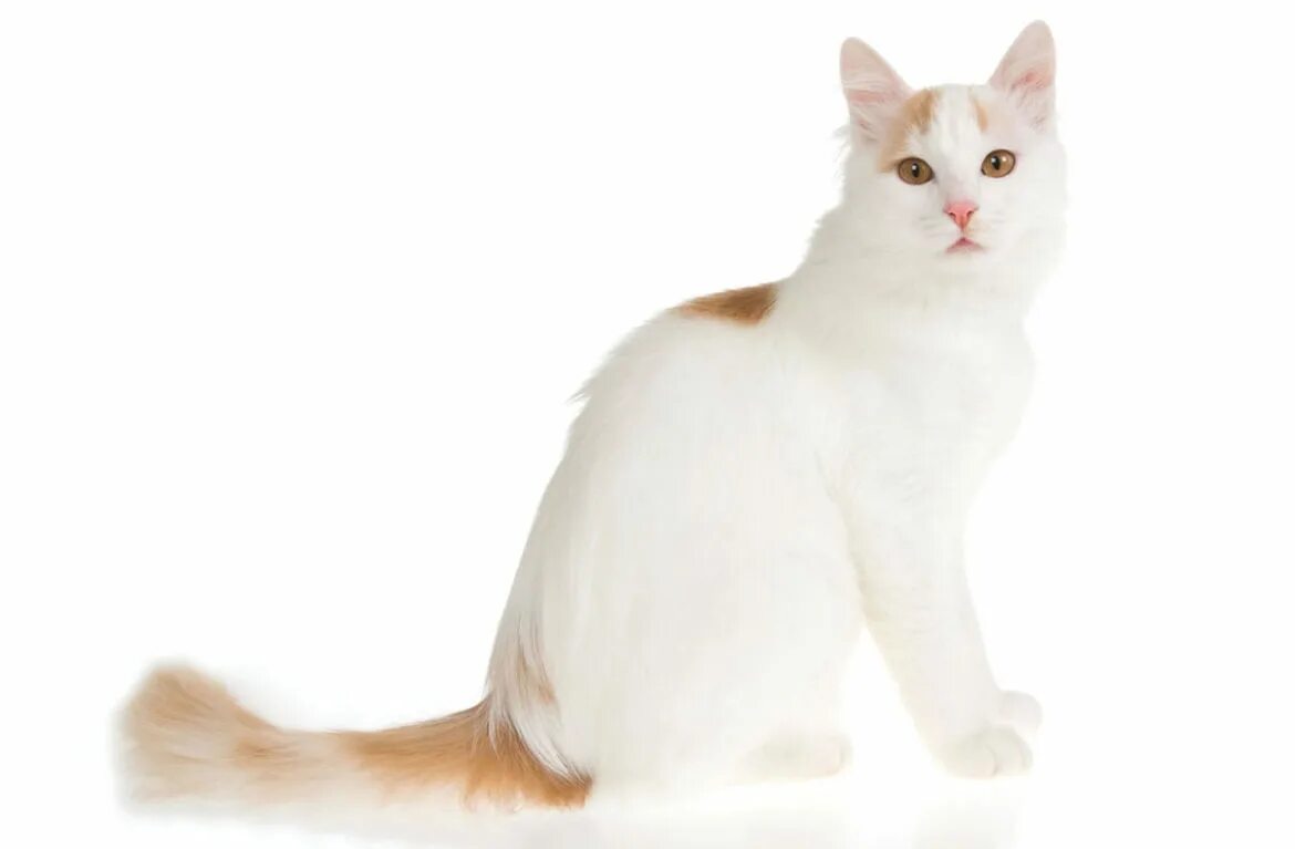 Фан кот