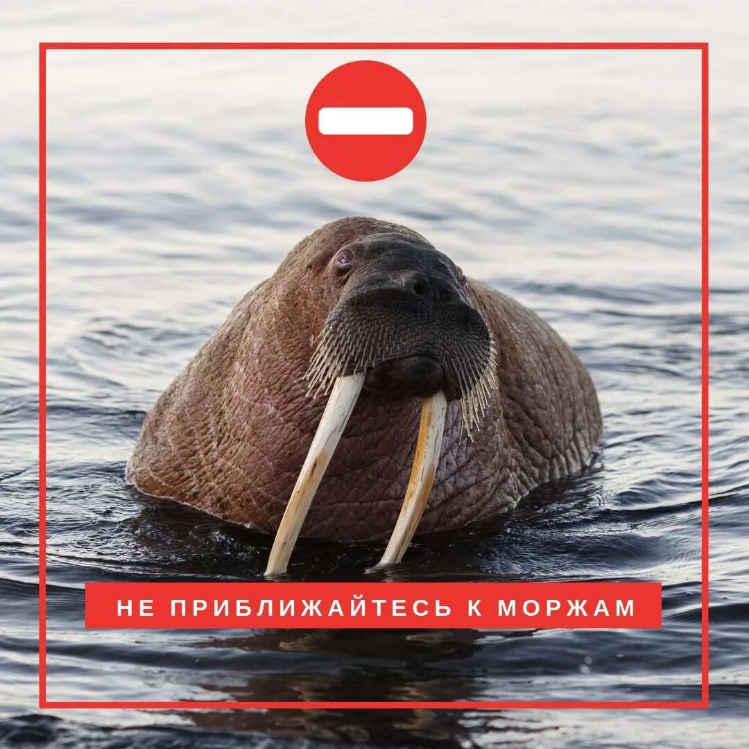 Морж живопись. Рисунок моржа на скале. Берегите моржей. День моржа в россии. Семья моржей.