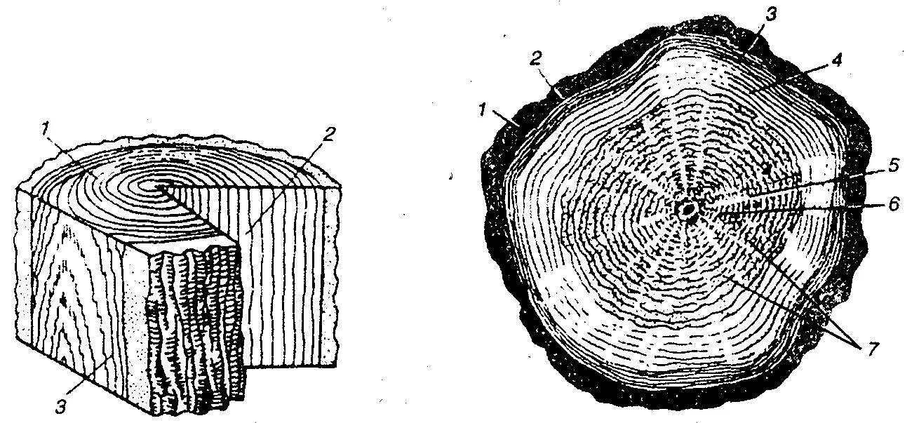 Тангентальный разрез древесины. Тангентальный срез древесины. Поперечный радиальный тангентальный разрез древесины. Тангенциальный срез сосны.