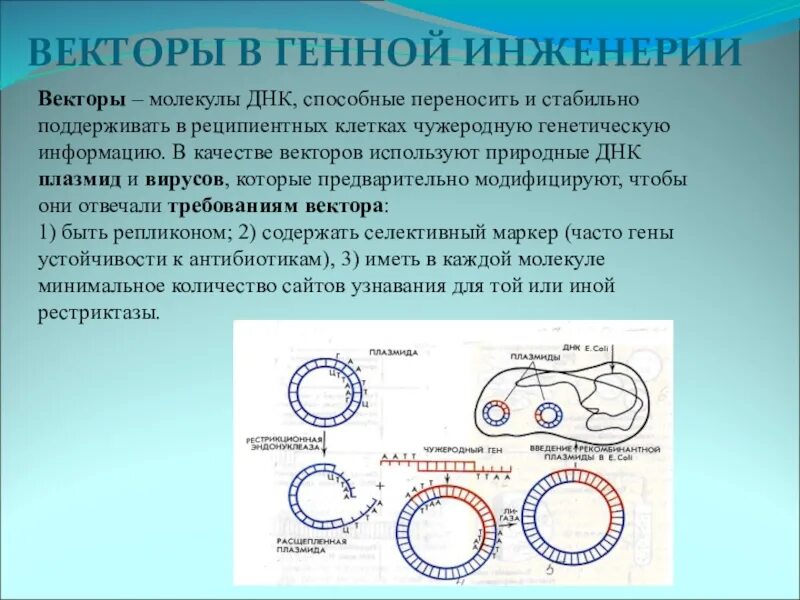 Плазмиды биотехнология. Векторы в генной инженерии. Понятие вектора в генетической инженерии. Векторные системы в генетической инженерии. Векторы, применяемые в генетической инженерии.