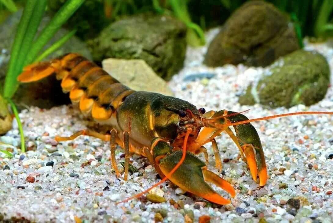 Cherax papuanus. Отряд десятиногие ракообразные. Raik. Речеой пак. Численность речного рака