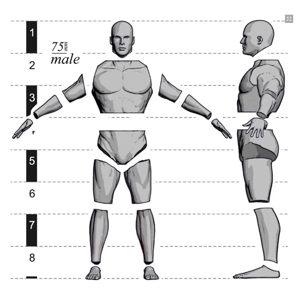 Basic human. Ultimate Anatomy Kits for male and female Miniatures 40 / 54 / 75 mm by Michael. Anatomical male foot Gypsum Sculpture.