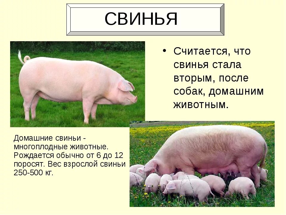 Информация про домашних свиней.. Свинья для презентации для детей. Рассказ о свинье. Домашних животных свинья информация. Для чего нужны свиньи