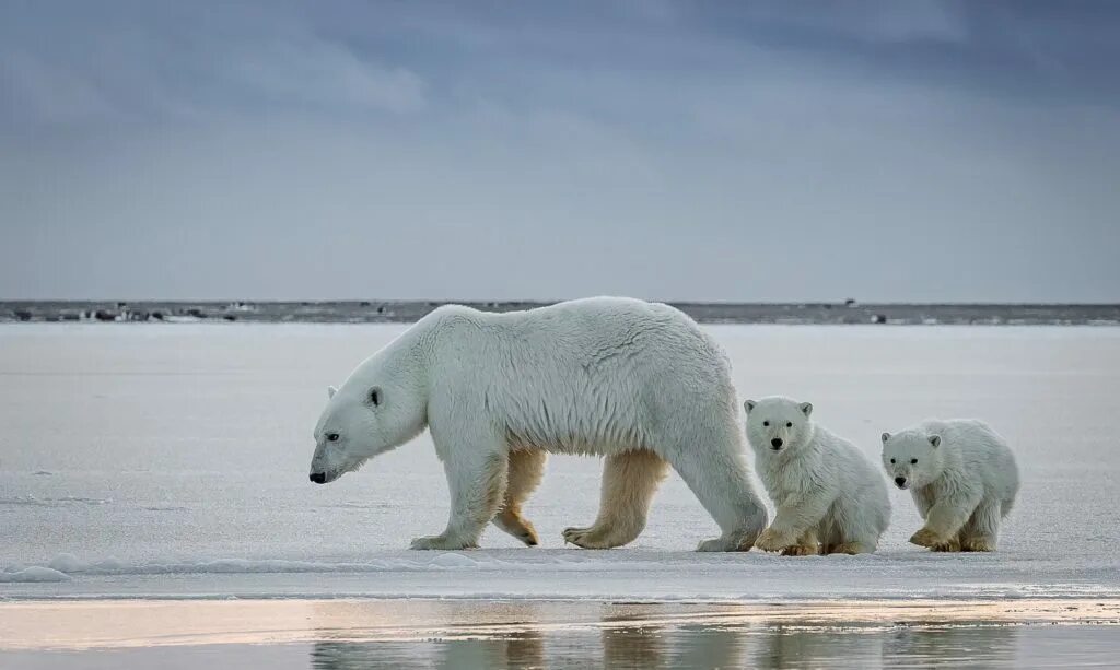 Антарктида обитатели антарктиды. Морские млекопитающие. Северный ледовитый океан белый медведь. Животные северной америки белый медведь. Гренландский тюлень детеныш.