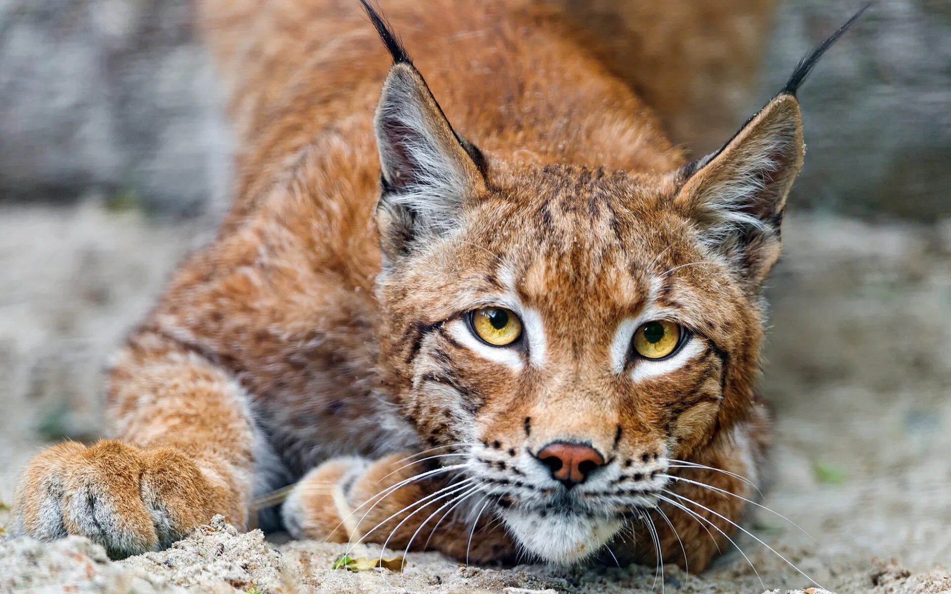 Рысь Линкс. Гималайская Рысь. Обыкновенная Рысь Lynx Lynx. Рысь европейская обыкновенная. Света рысь